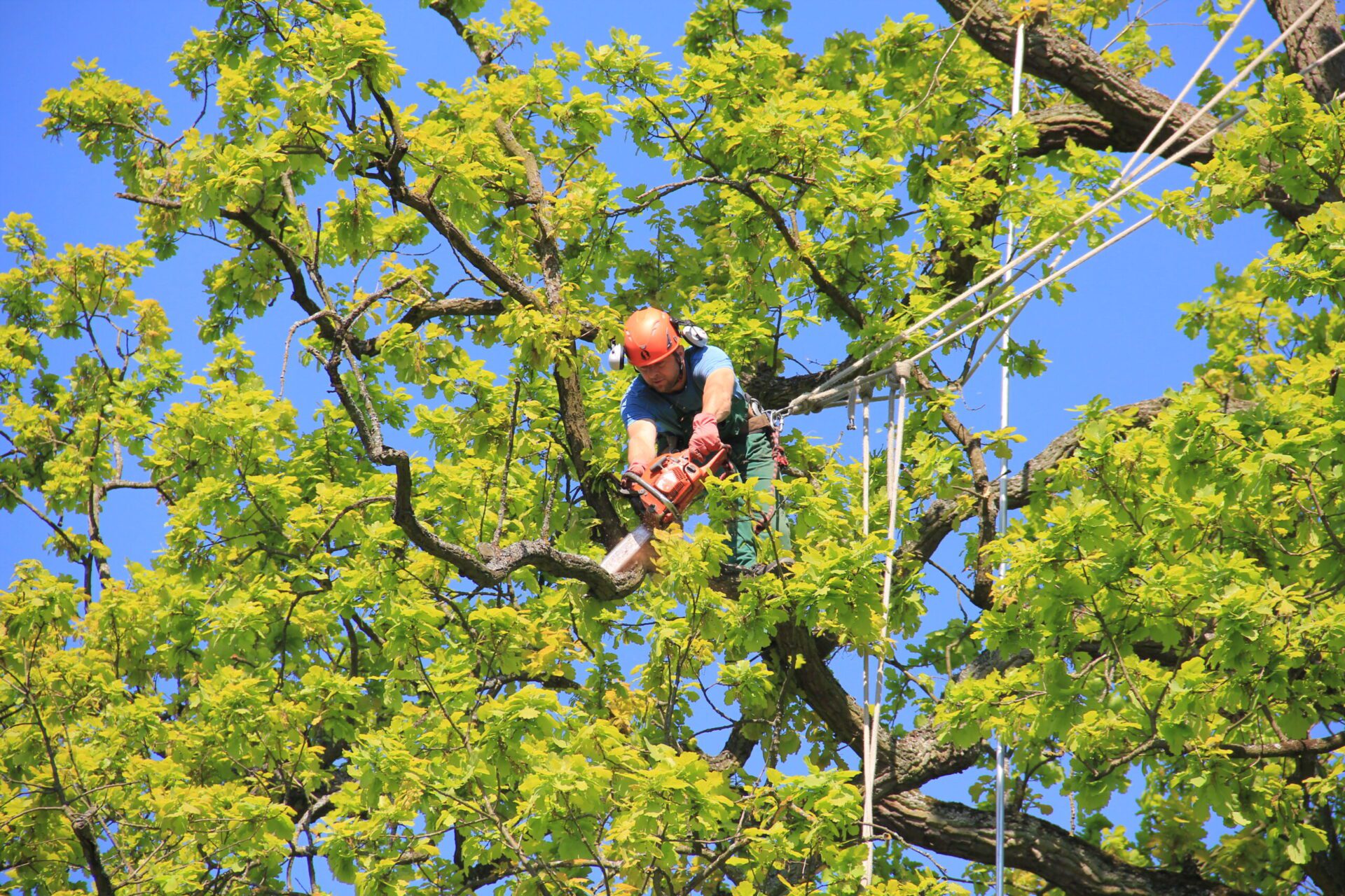 Pracownik w trakcie pracy nad pielęgnacją drzewa